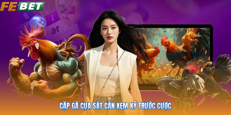 Cặp gà cựa sắt cần xem kỹ trước cược