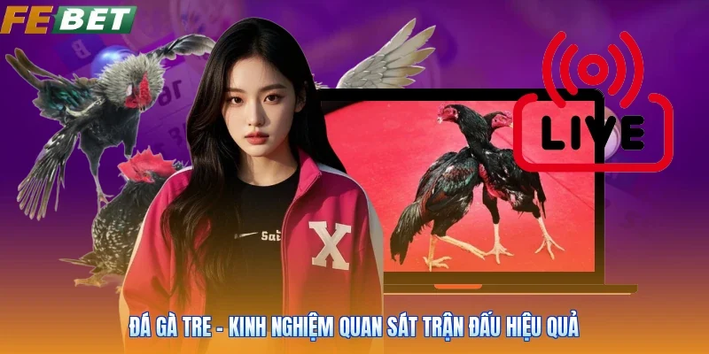Đá Gà Tre - Kinh Nghiệm Quan Sát Trận Đấu Hiệu Quả