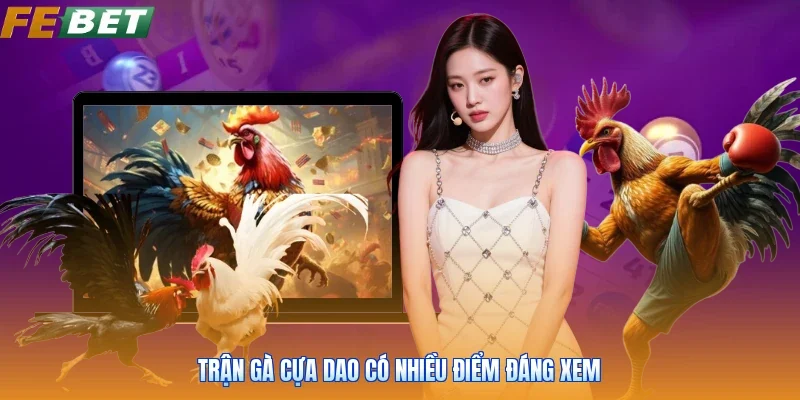 Trận gà cựa dao có nhiều điểm đáng xem